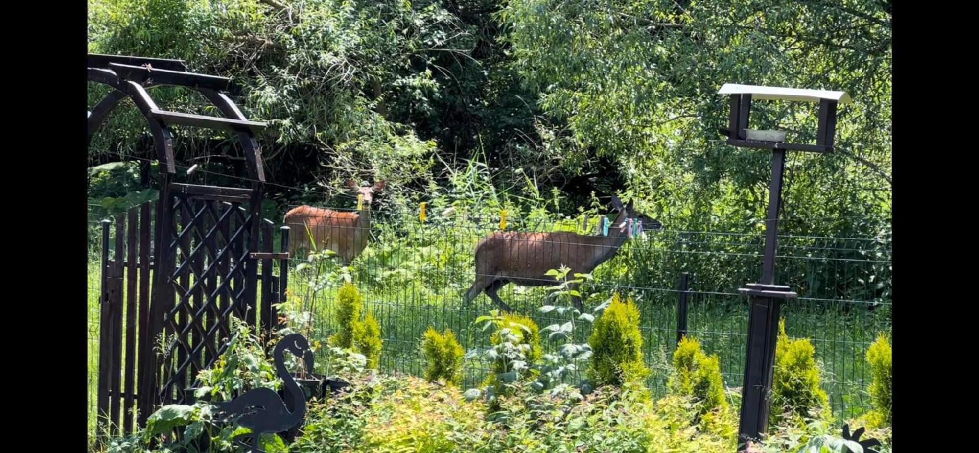 Privat Forest Liptovský Mikuláš Εξωτερικό φωτογραφία